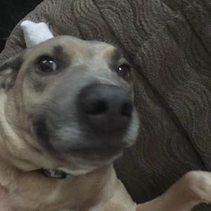 Meet your Posher, Bridgette